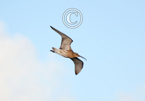 Common Curlew in Flight DM1064
